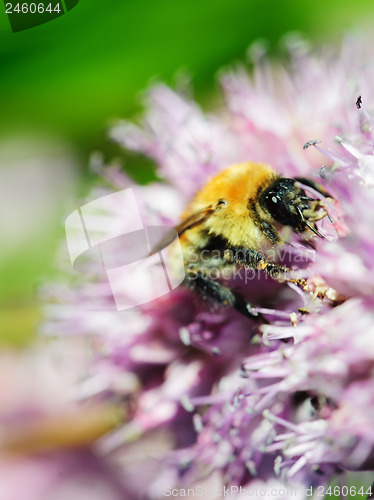 Image of Macro shot of honey bee on blue flower.