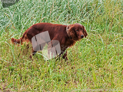 Image of Hunting irish setter standing in the grass.