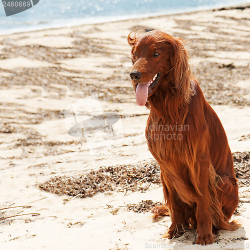 Image of Hunting irish setter sitting near sea.