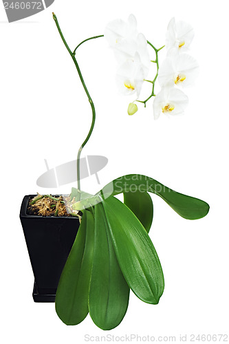 Image of White orchid in black flowerpot isolated on white background.