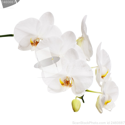 Image of White orchid isolated on white background.