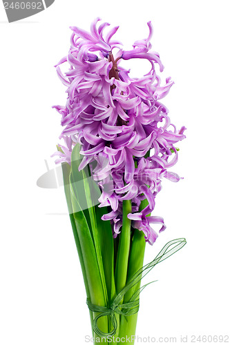 Image of Bouquet from hyacinth isolated on white background.