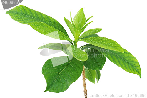 Image of Gardenia flower (Gardenia jasminoides) isolated on white backgro