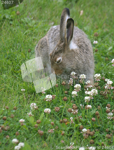 Image of rabbit feeding on clover