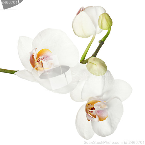 Image of White orchid isolated on white background.