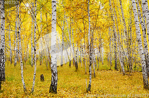 Image of birch forest