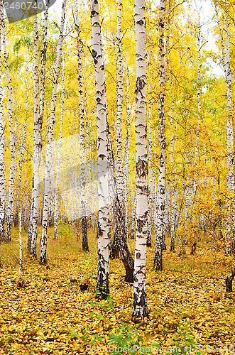 Image of autumn forest
