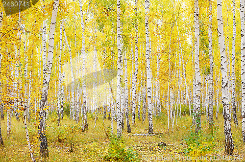 Image of autumn forest