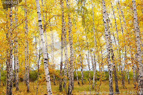 Image of autumn forest