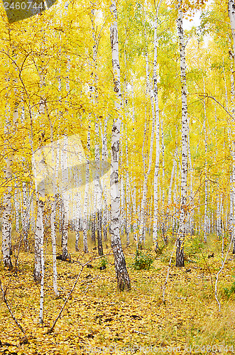 Image of autumn forest