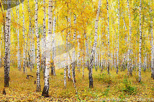 Image of autumn forest