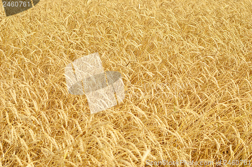 Image of wheat field