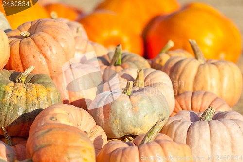 Image of pumpkin patch