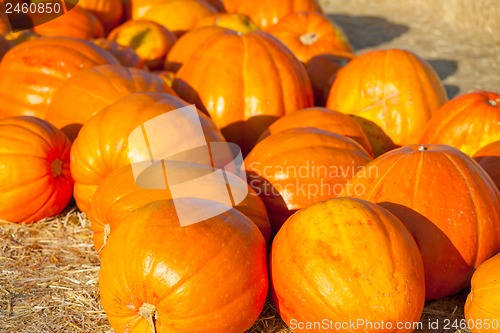 Image of colorful pumpkins