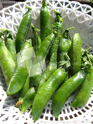 Image of Fresh green pods of peas