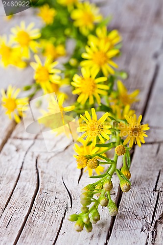 Image of wild yellow flowers 