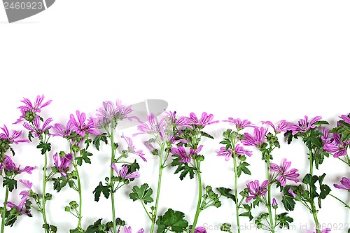 Image of wild violet flowers 