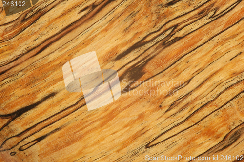 Image of Sour Birch