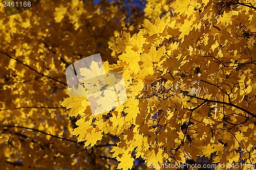 Image of Branch of autumn maple