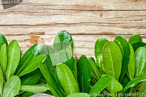 Image of wet green leaves