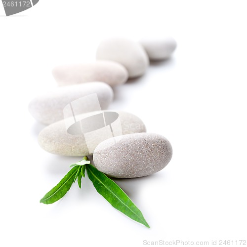 Image of green leaf and stones 