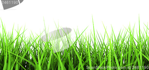 Image of Green Grass On White Background