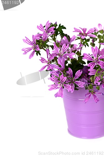 Image of wild violet flowers in bucket 