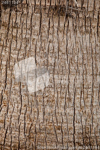 Image of old palm tree texture