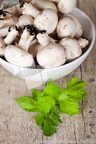 Image of  fresh champignons with parsley in a bowl 