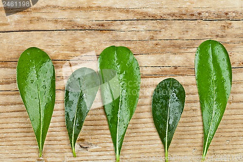 Image of green leaves on rustic wooden background 