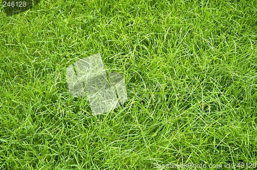 Image of green summer grass