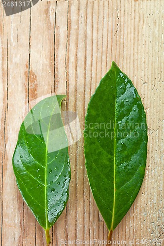 Image of two green leaves 