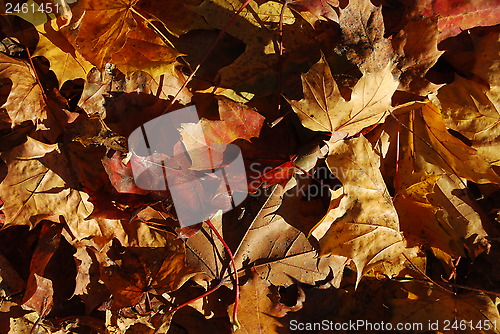 Image of Leav in forest