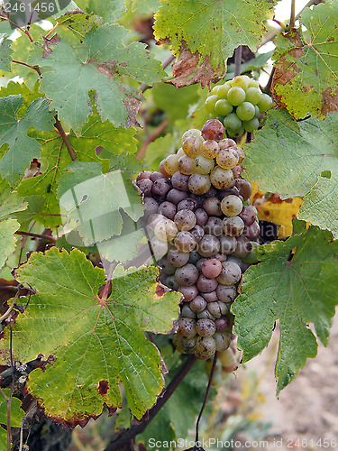 Image of Botrytised Chenin grape, early stage, Savenniere, France