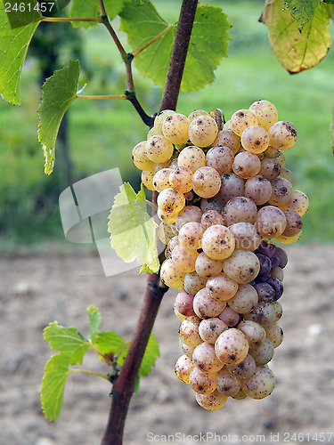 Image of Botrytised Chenin grape, early stage, Savenniere, France