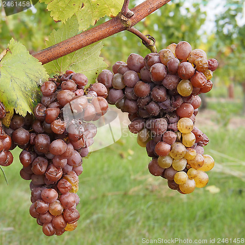 Image of Botrytised Chenin grape, early stage, Savenniere, France