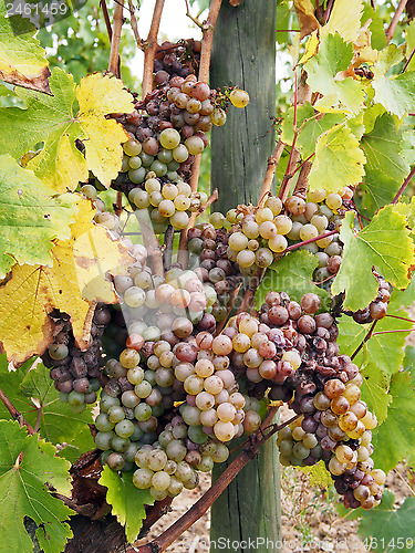 Image of Botrytised Chenin grape, early stage, Savenniere, France