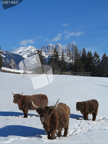 Image of winter  cow