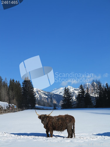 Image of winter  cow