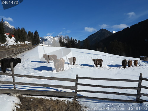 Image of winter  cow