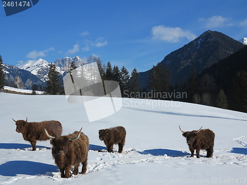 Image of winter  cow