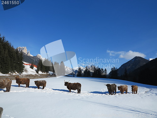 Image of winter  cow