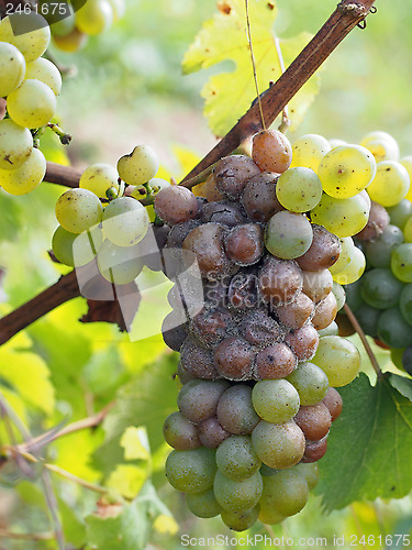 Image of Botrytised Chenin grape, early stage, Savenniere, France