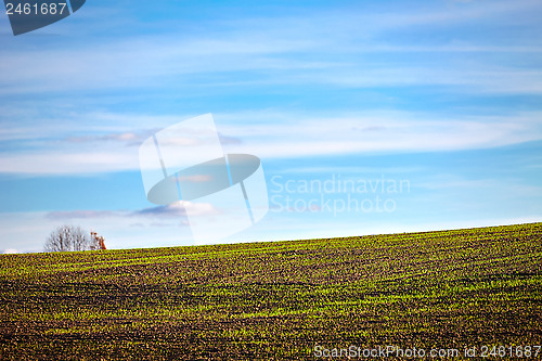 Image of Landscape with young plants in the field 