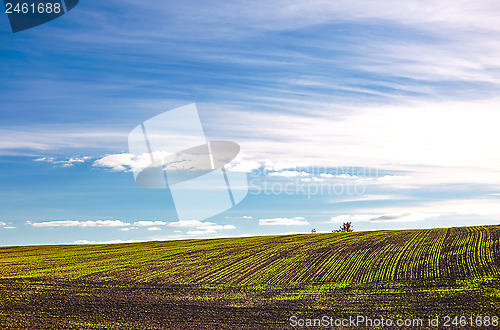 Image of Landscape with young plants in the field 