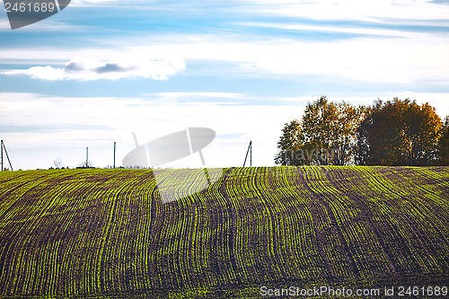 Image of Landscape with young plants in the field 