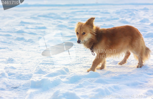 Image of Portrait Of A Stray Dog