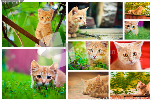Image of Peaceful Red Tabby Male Kitten.