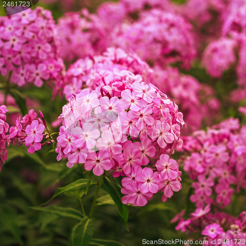 Image of Phlox Flower