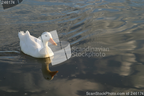 Image of White duck